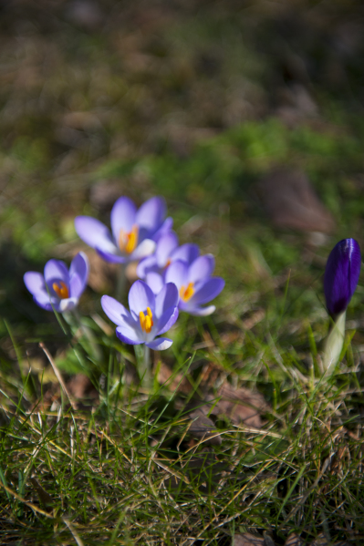 Krokus i parken. Foto: Johanna Wulff.